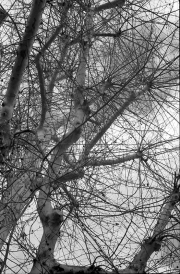 4-Bologna-Tree-Branchs