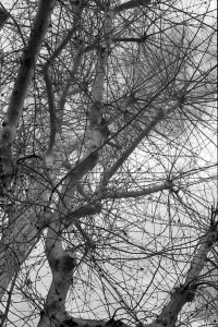 4-Bologna-Tree-Branchs